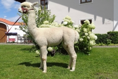 ANA Highland Finley 1