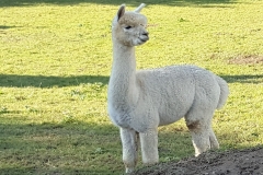 ANA Highland Finley 2