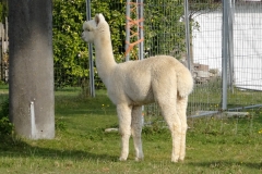 ANA Highland Finley 3