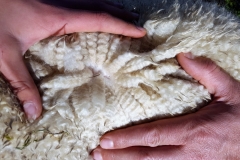 ANA Highland Finley 4