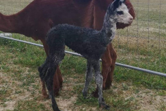 ASM Precious Grey-Living Nachzucht