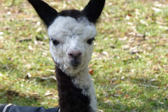 ASM Precious Grey-Living Nachzucht