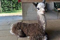 ASM Precious Grey-Living Nachzucht