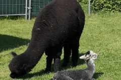 ASM Precious Grey-Living Nachzucht