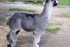 ASM Precious Grey-Living Nachzucht