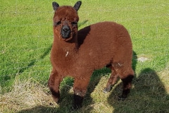 ASM Precious Grey-Living Nachzucht