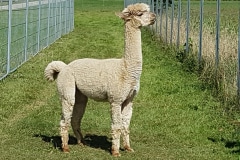 AZR Joker (Appaloosa)