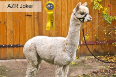 AZR Joker (Appaloosa)