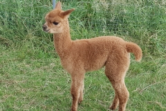 BBA Djego 1