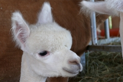 BBA Hope 1