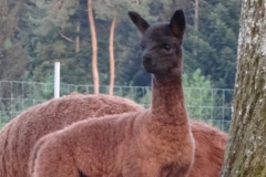 BBA Leandro 2