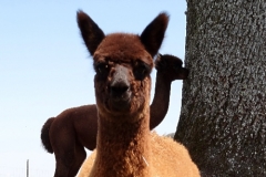 BBA Leandro 3