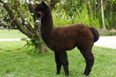 BBA Mandelas Black Magnum