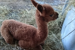BBA Penelope 2