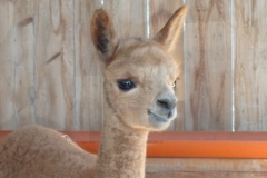 BBA Penelope 3