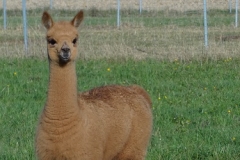 BBA Penelope 9