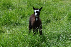 BBA Sammy 1
