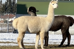 Dorli