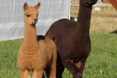 IMG_20151102_104504_1