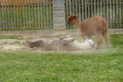 IMG_20200329_163139_2