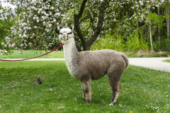 IMG_20200424_142023_1