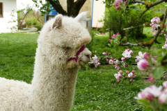 IMG_20200424_151842_2