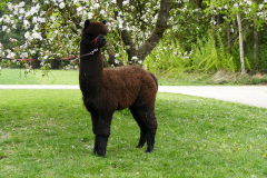 IMG_20200424_155956_3