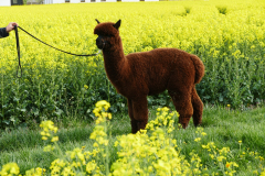 IMG_20200424_181351_1