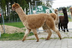 IMG_20200424_185923_2