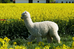 IMG_20200426_165553_1