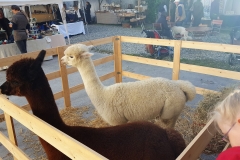 KUH Markt Baumburg 2016 4