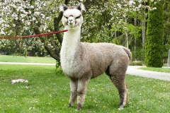 Serafina