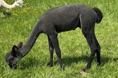 VekoFarm Picasso