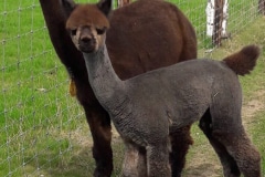 VekoFarm-Precious-met-Picasso-710x1024